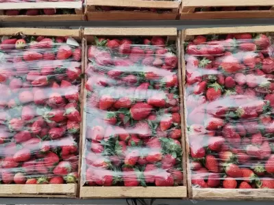 frutillas