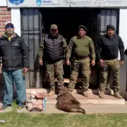 Sancionaron a cazadores furtivos en El Acheral: mataban corzuelas y pecaríes de collar
