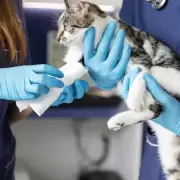 Analizan un proyecto de ley para establecer guardias veterinarias obligatorias en Jujuy