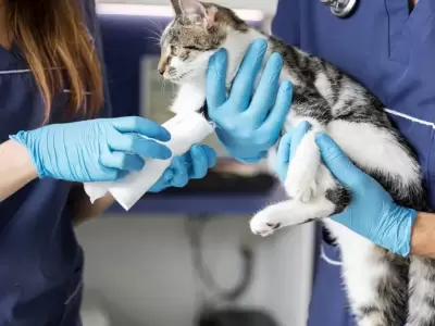 guardia veterinaria
