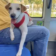 Aprobaron una ordenanza que permitirá viajar con animales de compañía en el transporte público de la capital jujeña