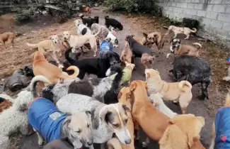 Asociaci�n Amigos del Animal