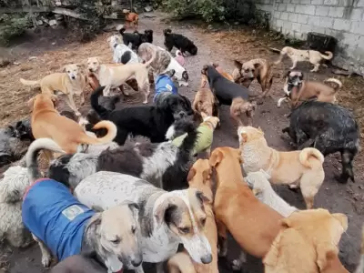 Asociaci�n Amigos del Animal