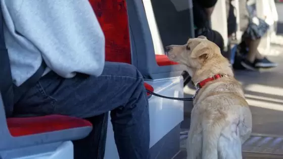 Animales de compañía en el transporte público
