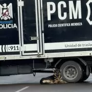Mendoza: un hombre muri� atropellado en su cumplea�os y su perro se qued� a su lado