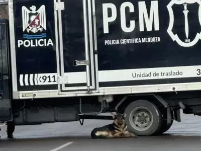 perro Mendoza