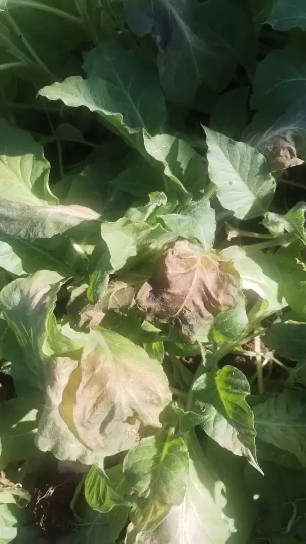 Helada en plantaciones de tabaco