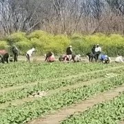 Helada sorpresiva afect� a la producci�n de tabaco en Jujuy