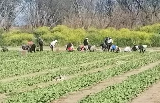 Helada en plantaciones de tabaco