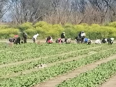 Helada en plantaciones de tabaco