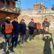 Rescataron a un caballo en pleno centro de la capital jujeña