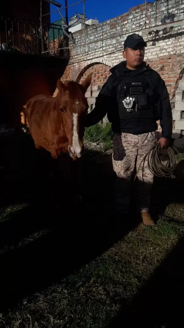 caballo rescatado en pleno centro de la capital juje�a