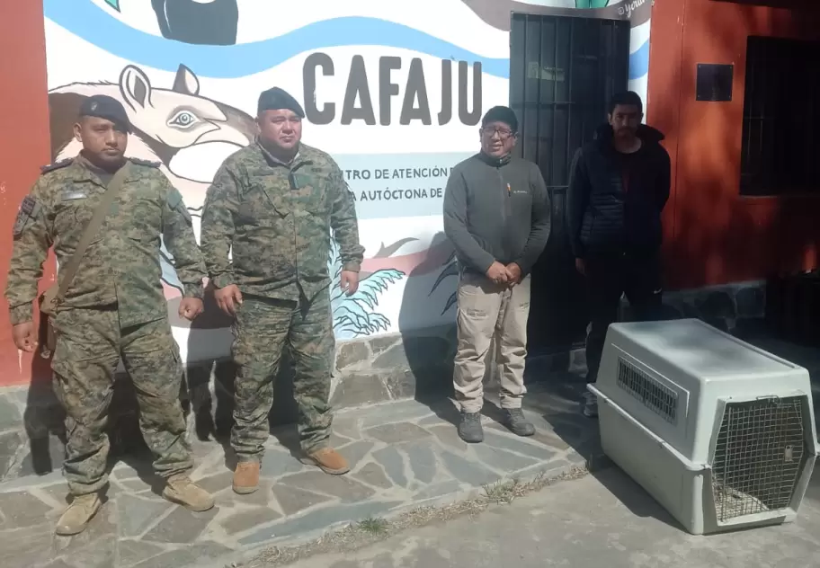cafaju