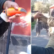 En lo que va el año, la Policía de la provincia rescató a 8 animales silvestres en Jujuy