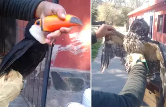 animales rescatados