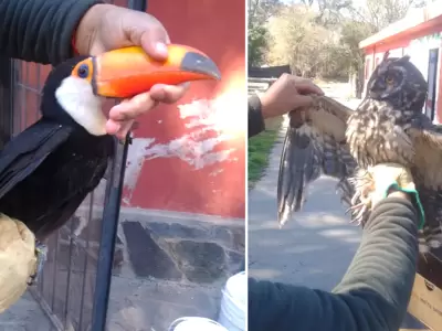 animales rescatados