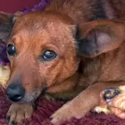 Un perro caminó 12 kilómetros para llegar al velorio de su cuidador y emocionó a todos: "Se acostó y lloró"