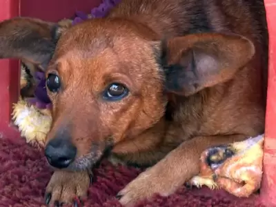 un perro camino 12km para despedir a su due�o