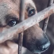 Crueldad animal: dictaron prisión preventiva a la mujer acusada de matar a su perra preñada en San Pedro de Jujuy