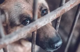 maltrato animal