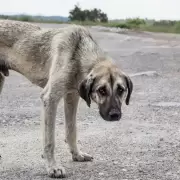 Conocé cómo denunciar casos de maltrato animal de forma anónima en Jujuy