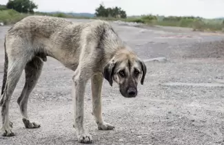 maltrato animal
