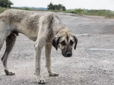 maltrato animal