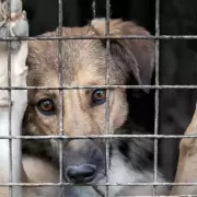 Cu�les son las penas para quienes ejercen crueldad animal en Jujuy
