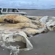 Aterrador descubrimiento en Gran Bretaña: las fotos de la misteriosa criatura que apareció en una playa
