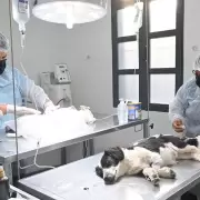 Zoonosis superó las 15.000 intervenciones en lo que va del año en la capital jujeña