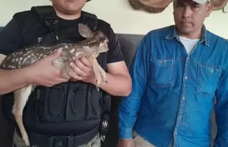 corzuela rescatada