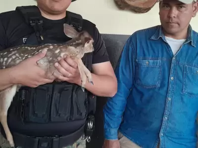 corzuela rescatada