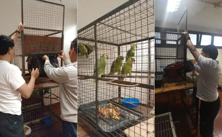 rescate de loros