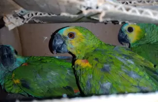 loros rescatados