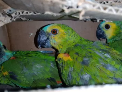 loros rescatados