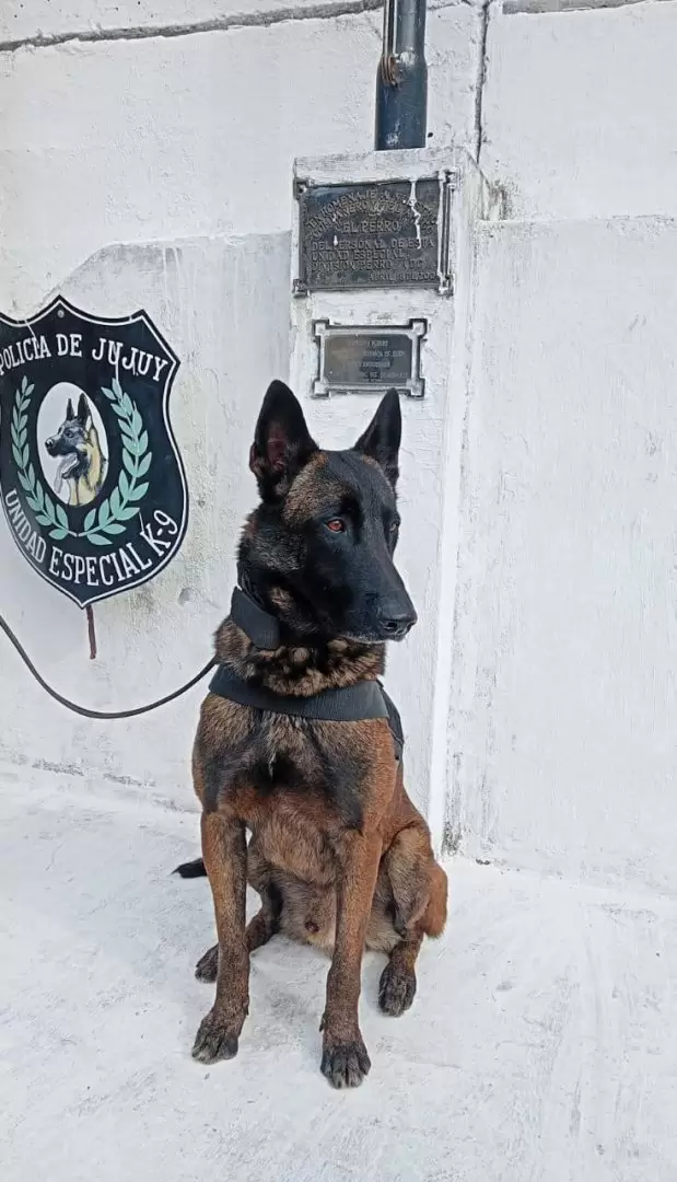Roco, perro de la Unidad Especial K9