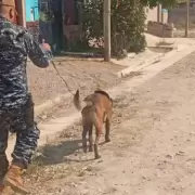 Una menor desaparecida en El Carmen fue localizada gracias a un perro de la Policía