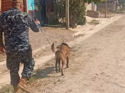 hallazgo de menor perro el carmen