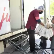 Contin�an las campa�as de castraci�n y vacunaci�n de mascotas en la capital juje�a: conoc� el cronograma de esta semana