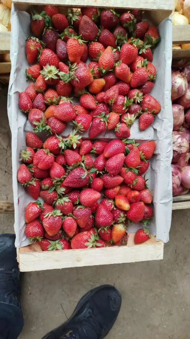 frutillas