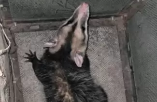 zarig�eya rescatada