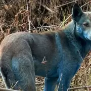 Misterio en Chernobyl: aparecieron perros con pelaje "completamente azul" en la zona de exclusión
