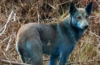 perros azules chernobyl