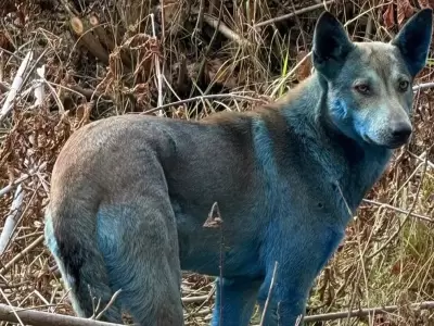 perros azules chernobyl