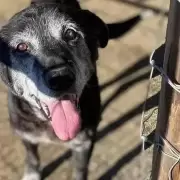 Preocupa el abandono de perros ancianos en Jujuy: "Los dejan en las rutas como si fueran basura"