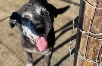 perro viejito