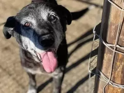 perro viejito