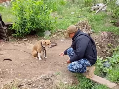 rescate perro en remate chico