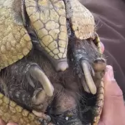 Liberaron ejemplares de fauna autóctona recuperados en Jujuy