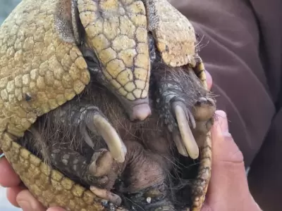 cafaju